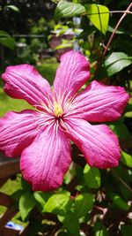 Close-up of pink flower