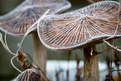 Close-up of mushroom growing outdoors