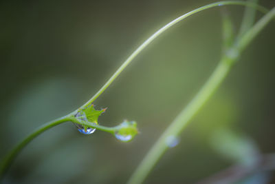 Close-up of wet plant