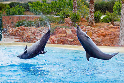 View of birds in swimming pool