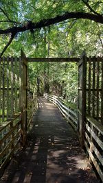 Bridge in forest