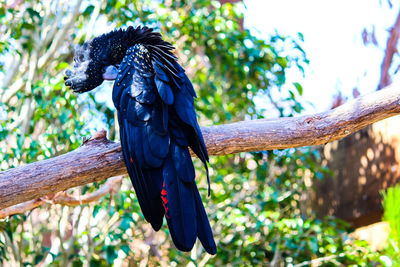 Close-up of bird perching on tree