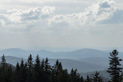 Scenic view of pine trees against sky