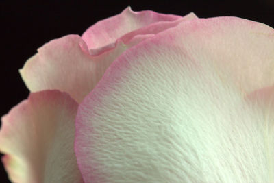 Close-up of pink flower