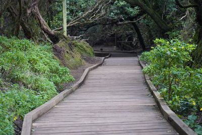 Boardwalk amidst trees in forest