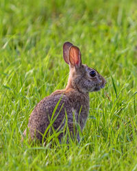 Close-up side view of rabbit sitting on grassy field