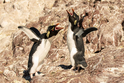 View of birds on rock
