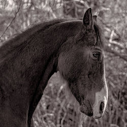 Close-up of a horse on field