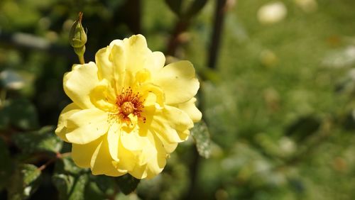 Close-up of yellow flower