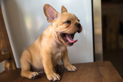 Dog sitting on floor at home