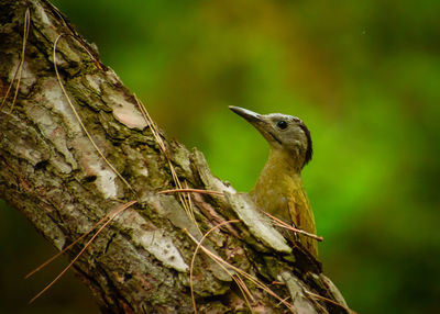 Close-up of bird perching on a tree