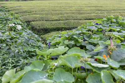 View of fresh green field