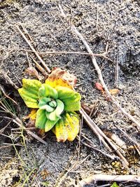 Close-up of flower plant