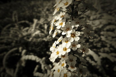 Close-up of white cherry blossoms