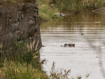View of ducks in lake