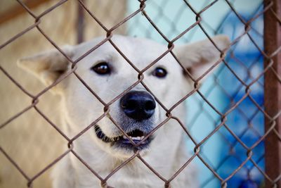 Close-up of a dog seen through chainlink fence