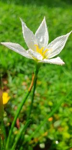 Close-up of white flowering plant