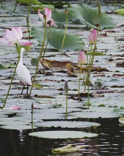 Close-up of bird perching on water lily