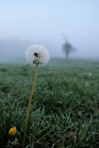 Close-up of dandelion on field