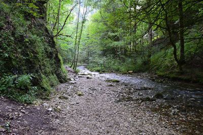 Dirt road amidst trees in forest