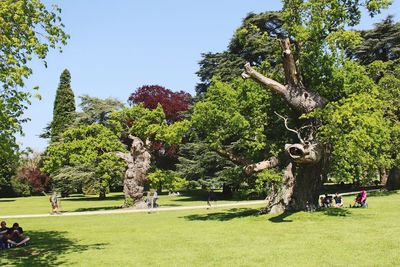 Trees in park against sky