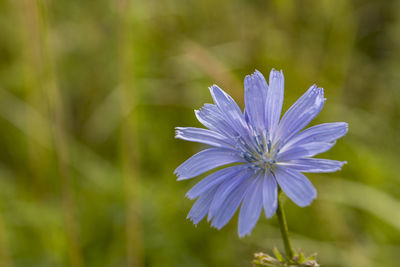 Close-up of purple flower with leaves