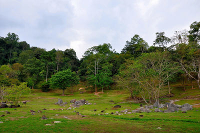 Scenic view of forest against sky