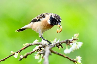 Close-up of bird perching on branch