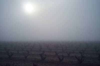 Scenic view of field against sky during sunrise