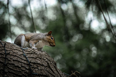Low angle view of squirrel on tree