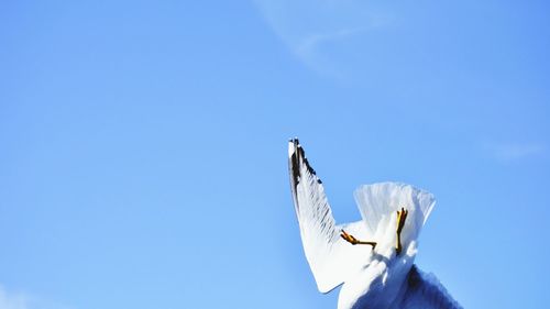 Low angle view of seagull flying