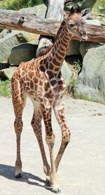 Young giraffe walking at zoo