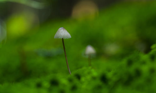 Close-up of mushroom growing on field