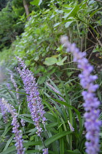 Close-up of purple flowers