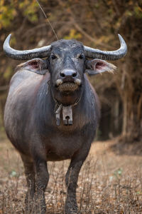 Thai buffalo