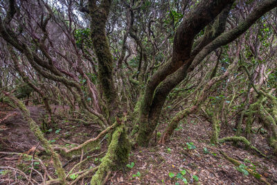 View of tree trunks in forest