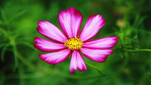 Close-up of pink cosmos flower