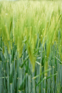 Close-up of wheat field