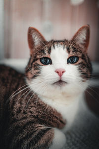 Close-up portrait of a cat at home