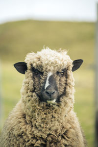 Close-up portrait of a sheep on a field