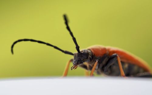 Close-up of insect