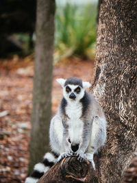 Portrait of lemur sitting on tree trunk