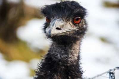 Close-up portrait of ostrich