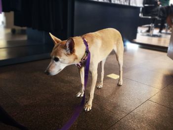 View of dog looking away