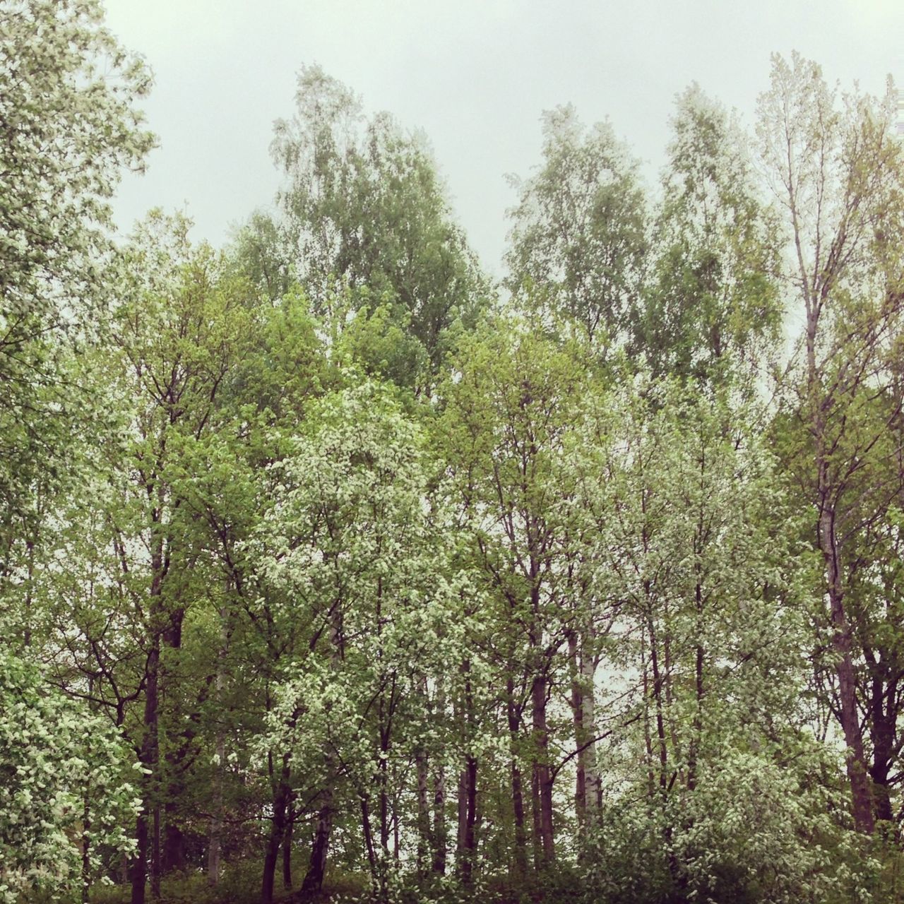 tree, growth, tranquility, low angle view, branch, forest, nature, beauty in nature, tranquil scene, clear sky, green color, scenics, lush foliage, sky, day, outdoors, no people, woodland, non-urban scene, tree trunk