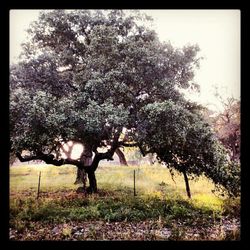 Sheep grazing on grassy field