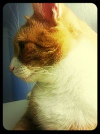 Close-up of cat