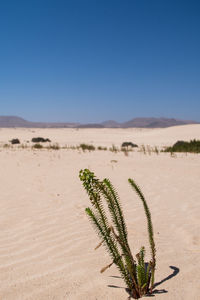 Plant growing on desert land against clear blue sky
