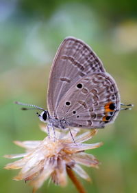 Close-up of butterfly pollinating flower