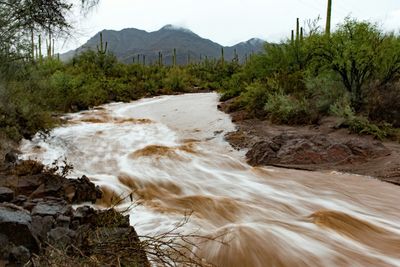 Scenic view of stream flowing through rocks in forest